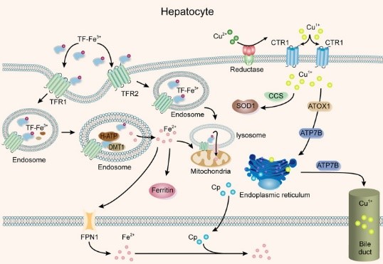 CP participates in the transport of Cu and Fe in the liver.jpg